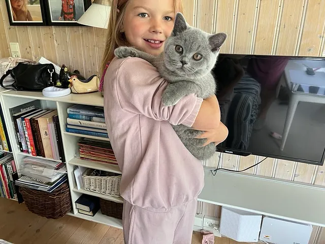 CatsbyLove - killinger - British Shorthair - Ella med sin killing 