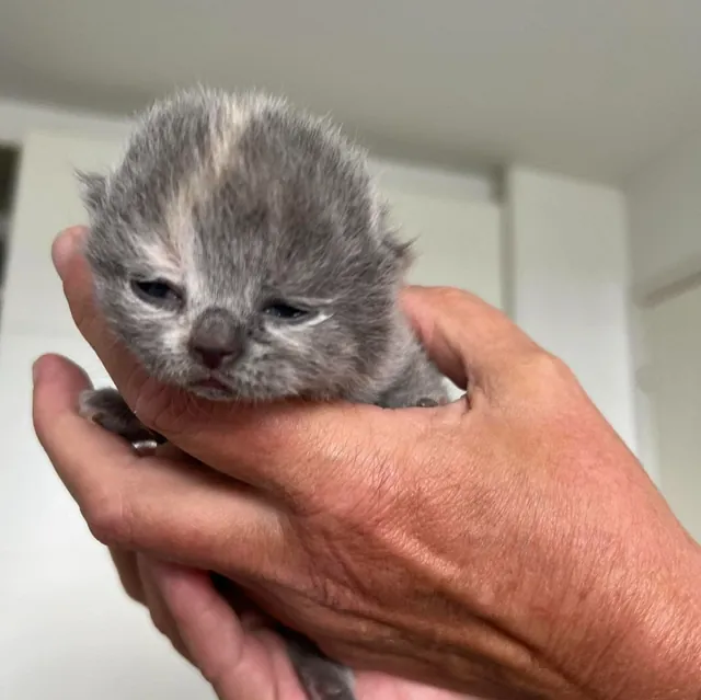 Gina, British Shorthair killing fra CatsbyLove